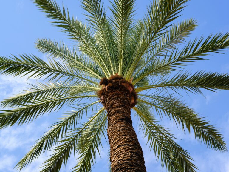 The Magnificent Palm Tree Plant: Features, Cultivation, and Health Benefits