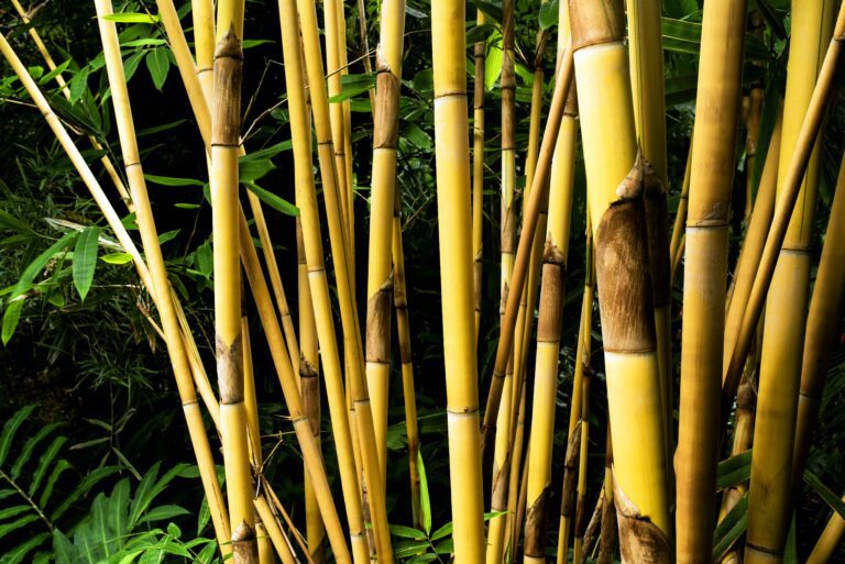 Yellowing Bamboo: Understanding the Causes and How to Fix Them