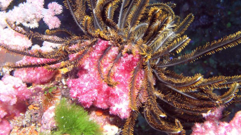 The Ultimate Guide to Lawrence Fish Species