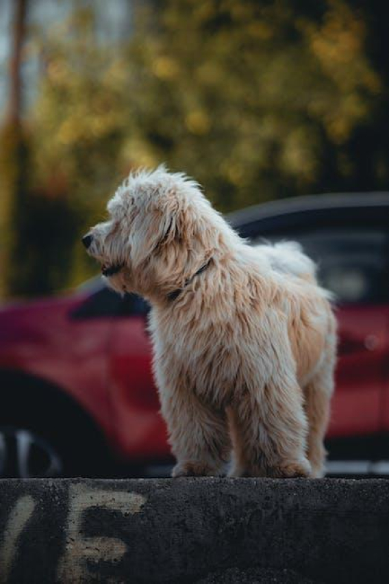 Are Labradoodles Hypoallergenic? The Truth Revealed