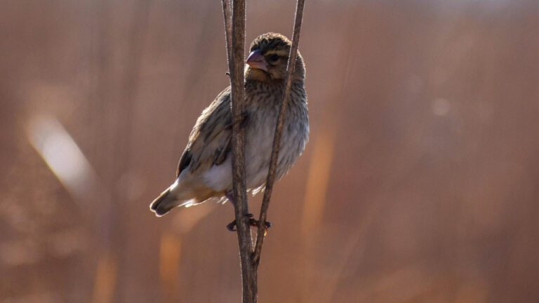 Nadine Macaluso: Career, Achievements, and Impact