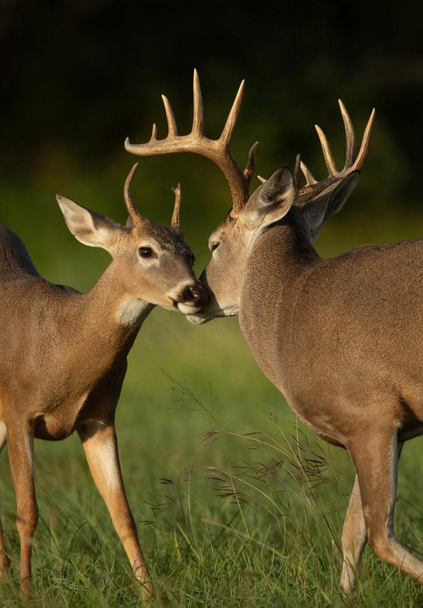 Effective Ways to Reduce Testosterone Levels Naturally