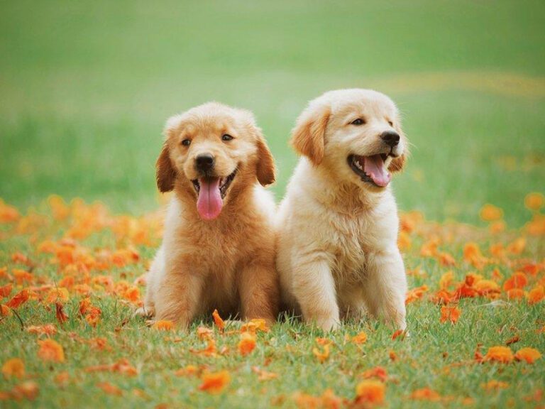 7 Tips for Relieving Dog Constipation Naturally