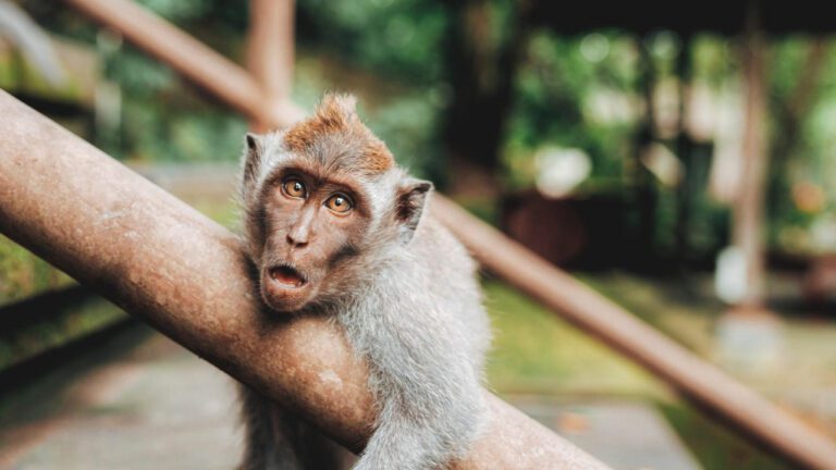 Laugh Out Loud with These Funny English Idioms
