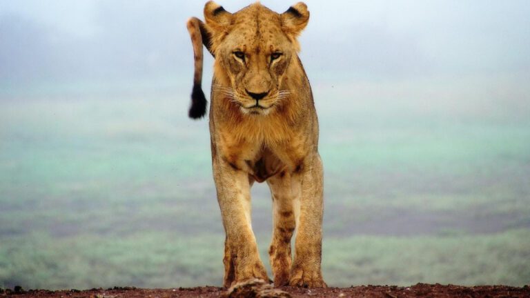 Kanye West’s Famous: A Deep Dive into the Hit Song