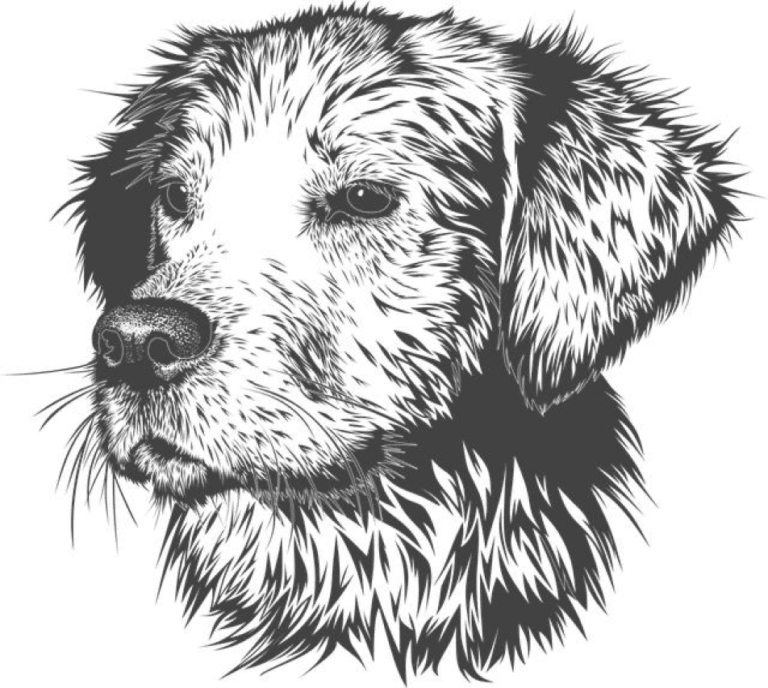 How Often Do Dogs Have Their Period?