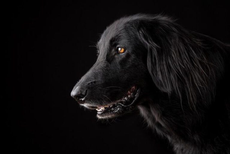Top 10 Largest Dog Breeds in the World
