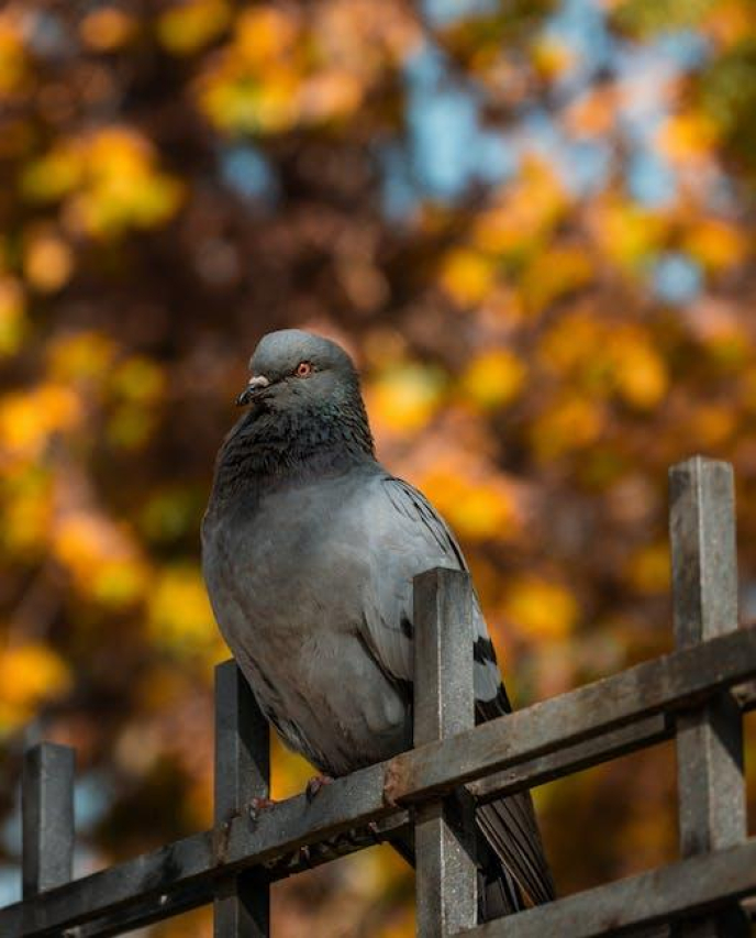 Duolingo Bird Meme: Viral Sensation Explained