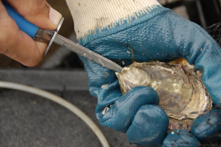 Understanding the Art of Shucking: A Guide to Shuck in English