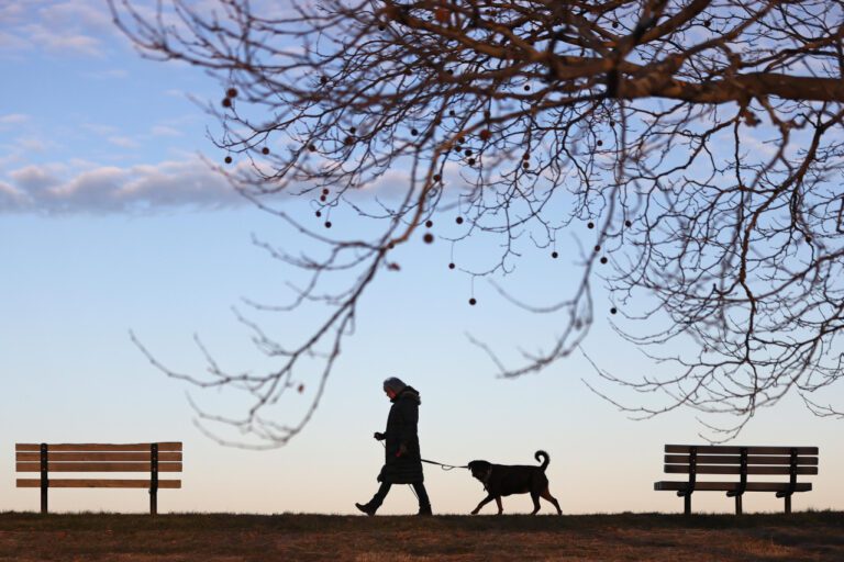 Rottweiler vs. Pitbull: A Breed Comparison