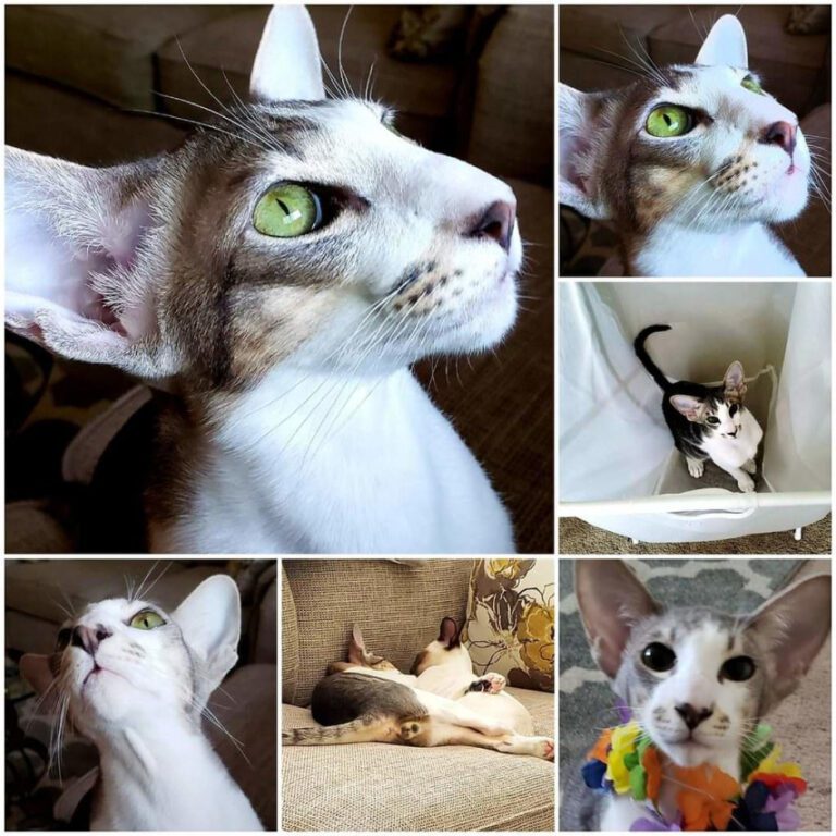 Bald and Beautiful: Cats Rocking Shaved Heads