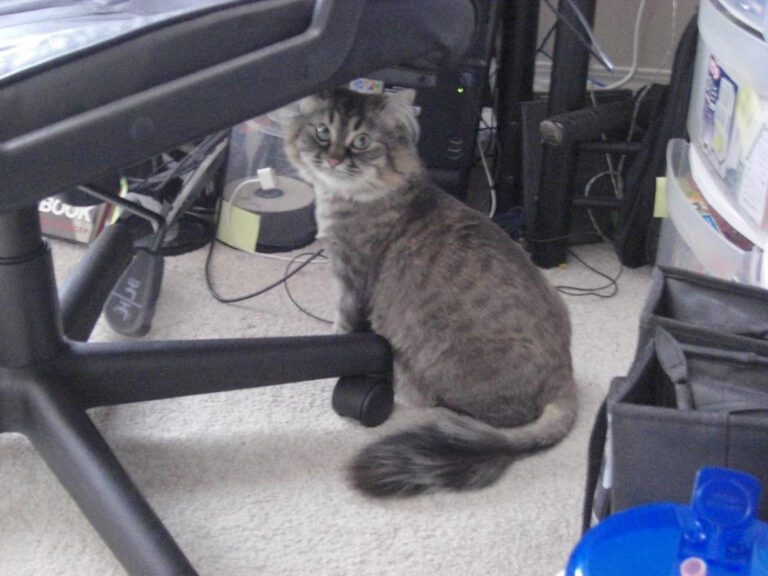 Understanding the Trend of Shaved Head Cats