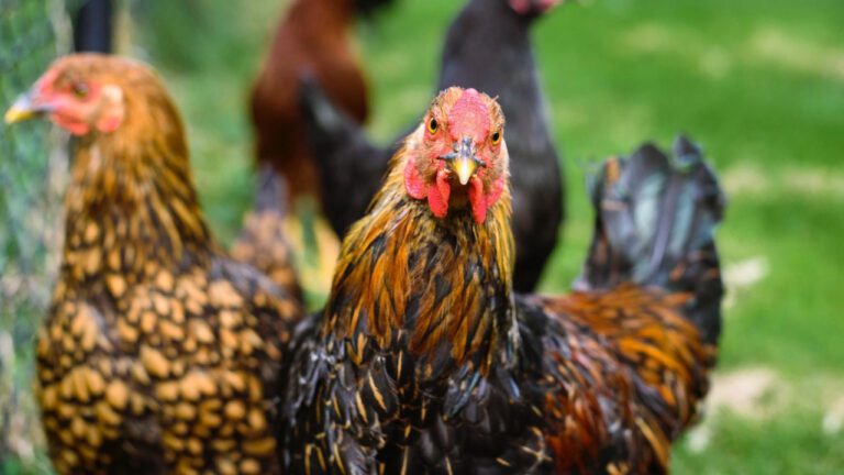 Flavor Flav Chicken: A Unique Culinary Delight