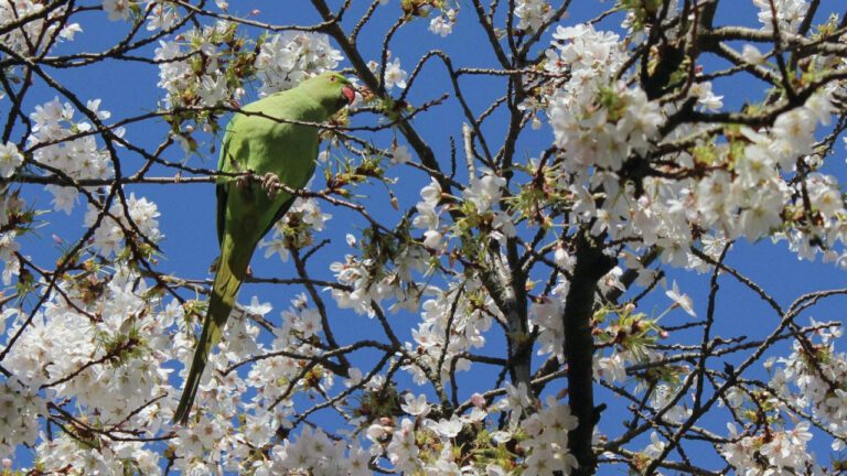 Yasmine James Settles McDonald’s Assault Case