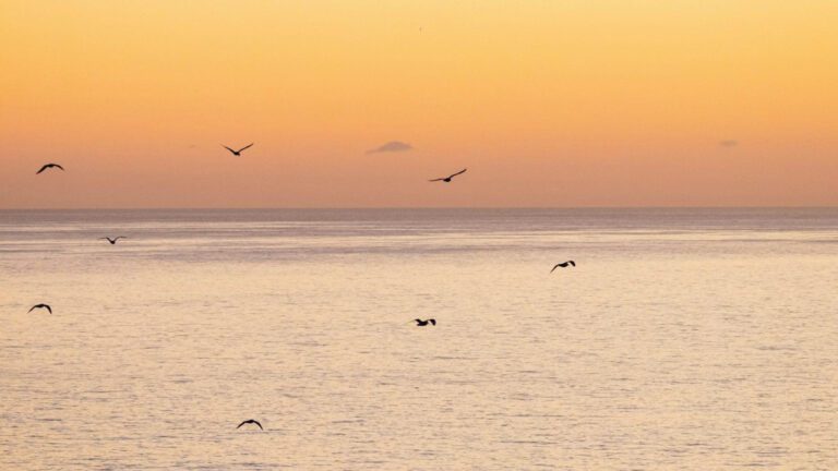 Brett Favre’s Controversy: Analyzing the Scandal