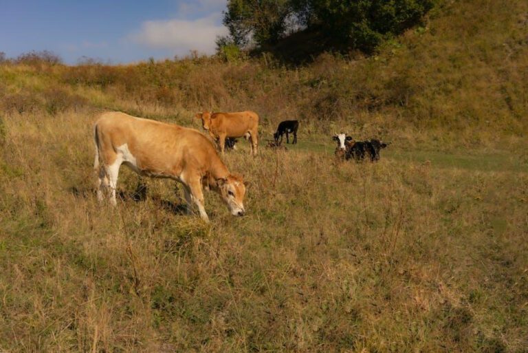 The Benefits of Fair Life Milk