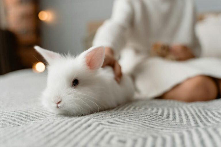 The Best Rabbit Toys for Your Furry Friend