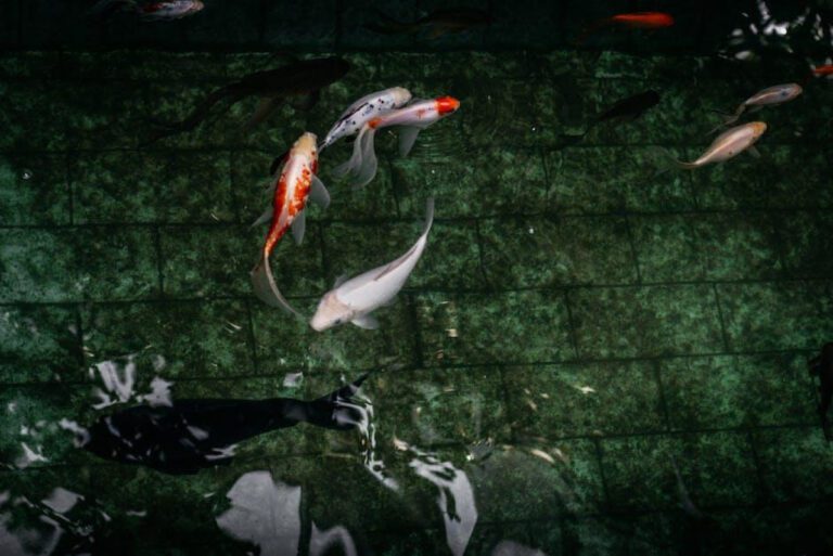 The Fascinating World of Koi Fish