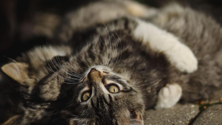 Uncovering the Real Name of Huggy Lowdown