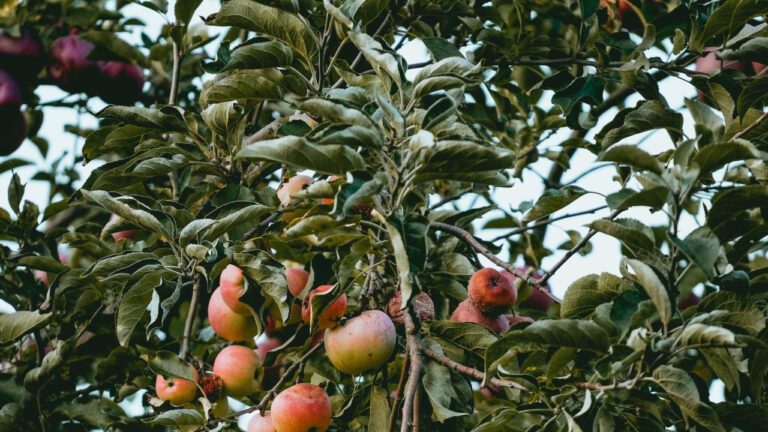 Exploring the World of Cricket Farming