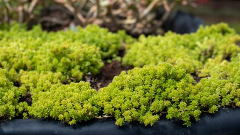 Emilio Osorio: Rising Star in Entertainment