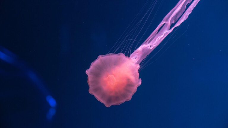 What Does Ammonia Smell Like? Exploring the Distinctive Odor