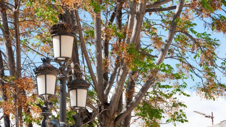 Susan Sweeney: Biography, Career, and Impact