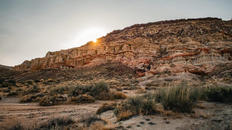 Exploring the Uses and Benefits of Dr Tuber: Everything You Need to Know