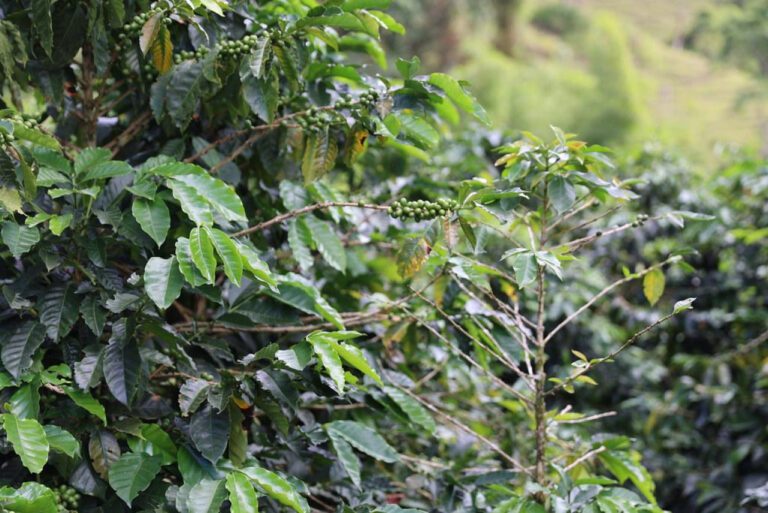 The Coffee Movement: Exploring the Trend and Impact