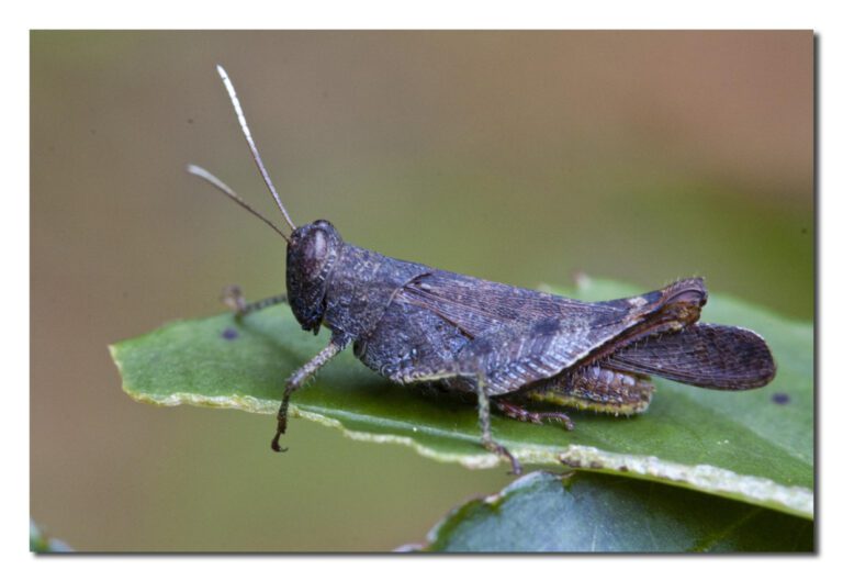 Crickets vs Grasshoppers: Key Differences and Similarities