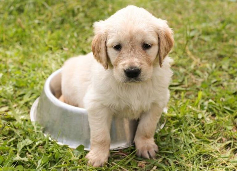 Best Dog Nail Files for Safe and Effective Grooming