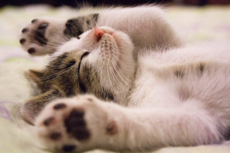 Understanding Cat Flea Bites: Symptoms and Treatment
