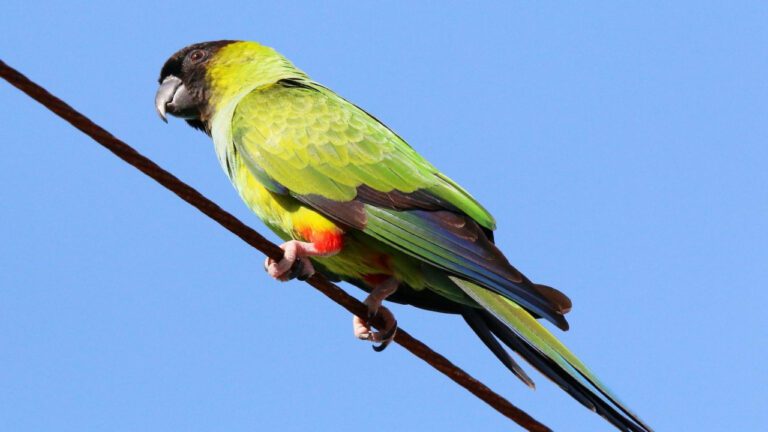 Exploring Anna Faris’ Son: A Look into His Life