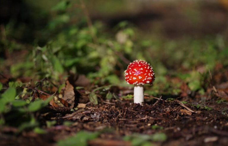 Cracking the Case of Right-Side Rib Pain!