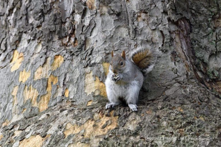 Comparing Warfarin and Eliquis: Which is Best?