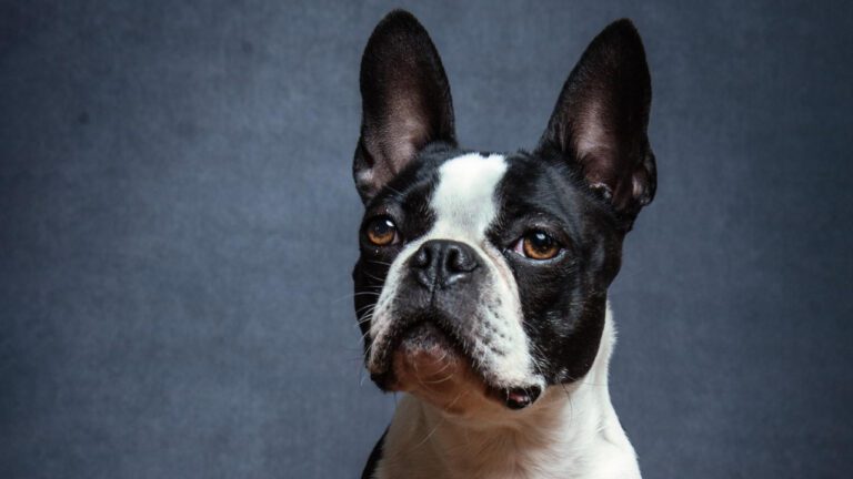 Big Y Lee MA: The Ultimate Grocery Giggle-fest