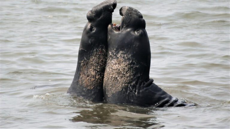 Testosterone Cost: Factors and Pricing Guide