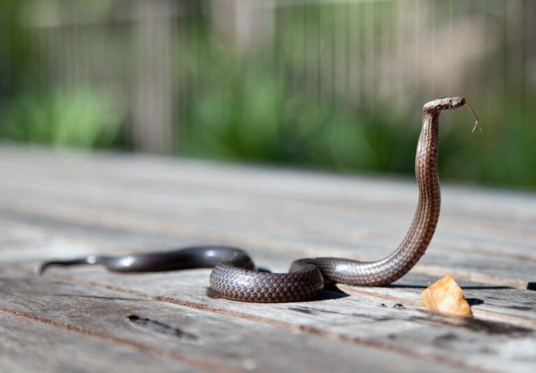 Understanding COBRA Coverage Duration: Know the Limits