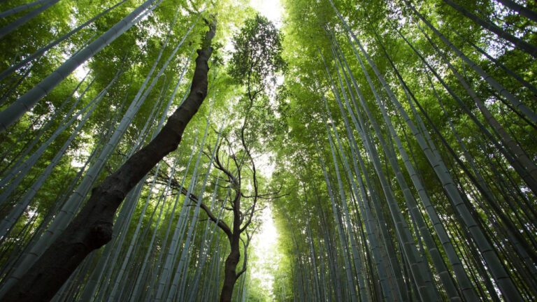 Exploring Natural Alternatives to Semaglutide