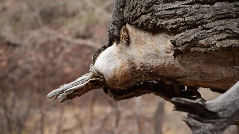 Golden Triangle Credit Union: Your Trusted Financial Partner