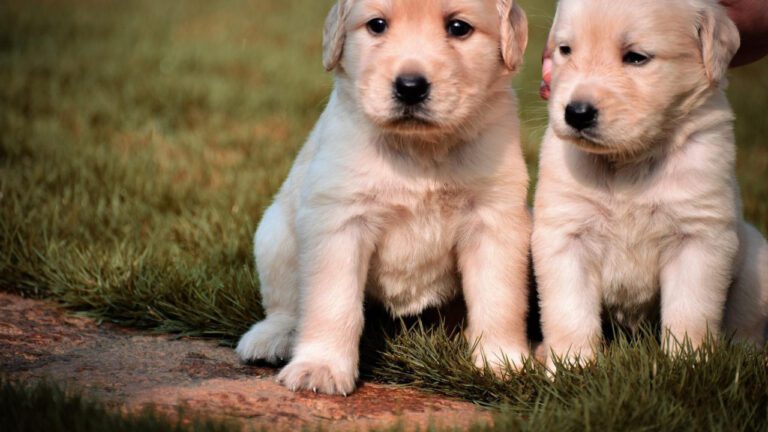 No Dogs Left Behind: A Howl-arious Guide!