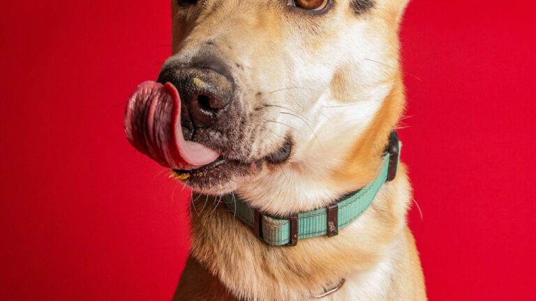 Adopt a Furry Friend at APA: Pawsitively Purrfect!