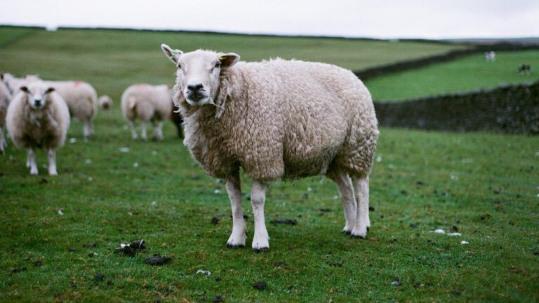 Who is Dale Graham? Uncover the Mystery with a Laugh!