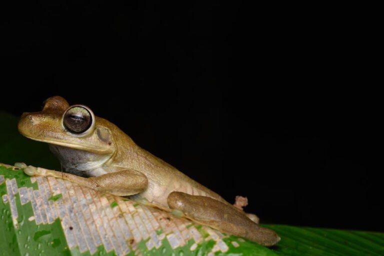 Texana Rosenberg: The Wild Rose of Texas Humor