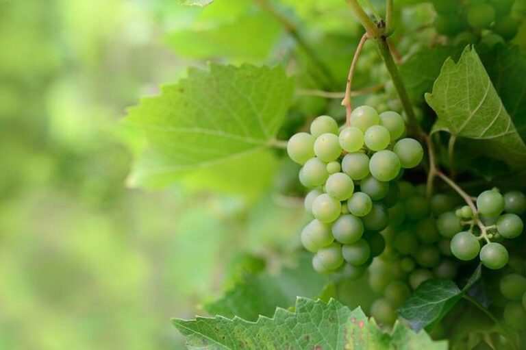 True Vine Baptist: Where the Spirit is Always Vining!