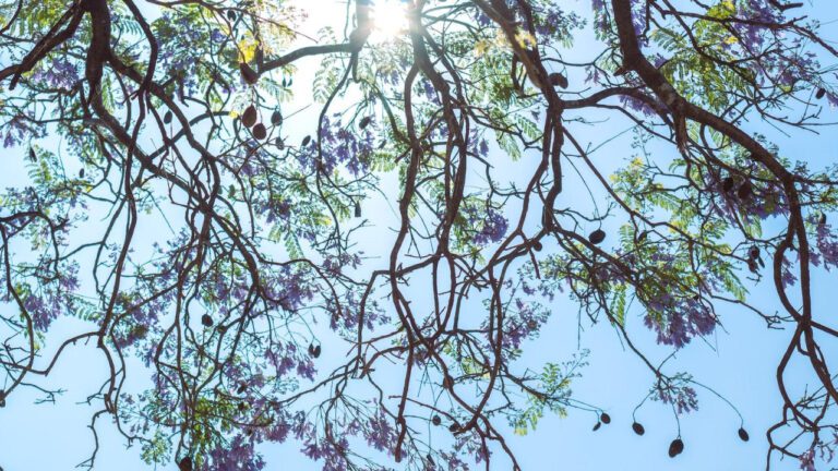 Logging In: South Carolina Connections Academy Fun”!