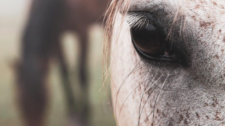 Horse Sense: Unbridled Abilities Unleashed!
