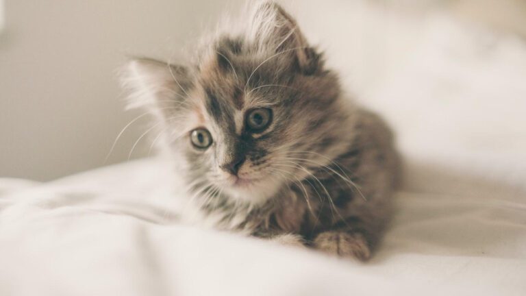 Kennebunk Animal Society: Protecting Pets in Maine