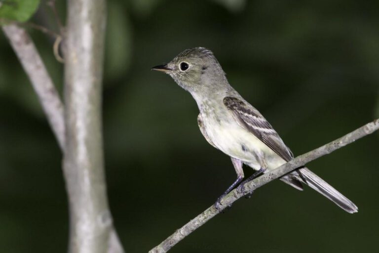 Exploring the Arc of Acadiana: A Cultural Journey