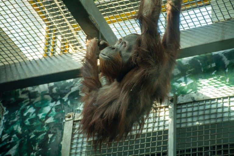 Explore Nashville Zoo: A Must-Visit Attraction